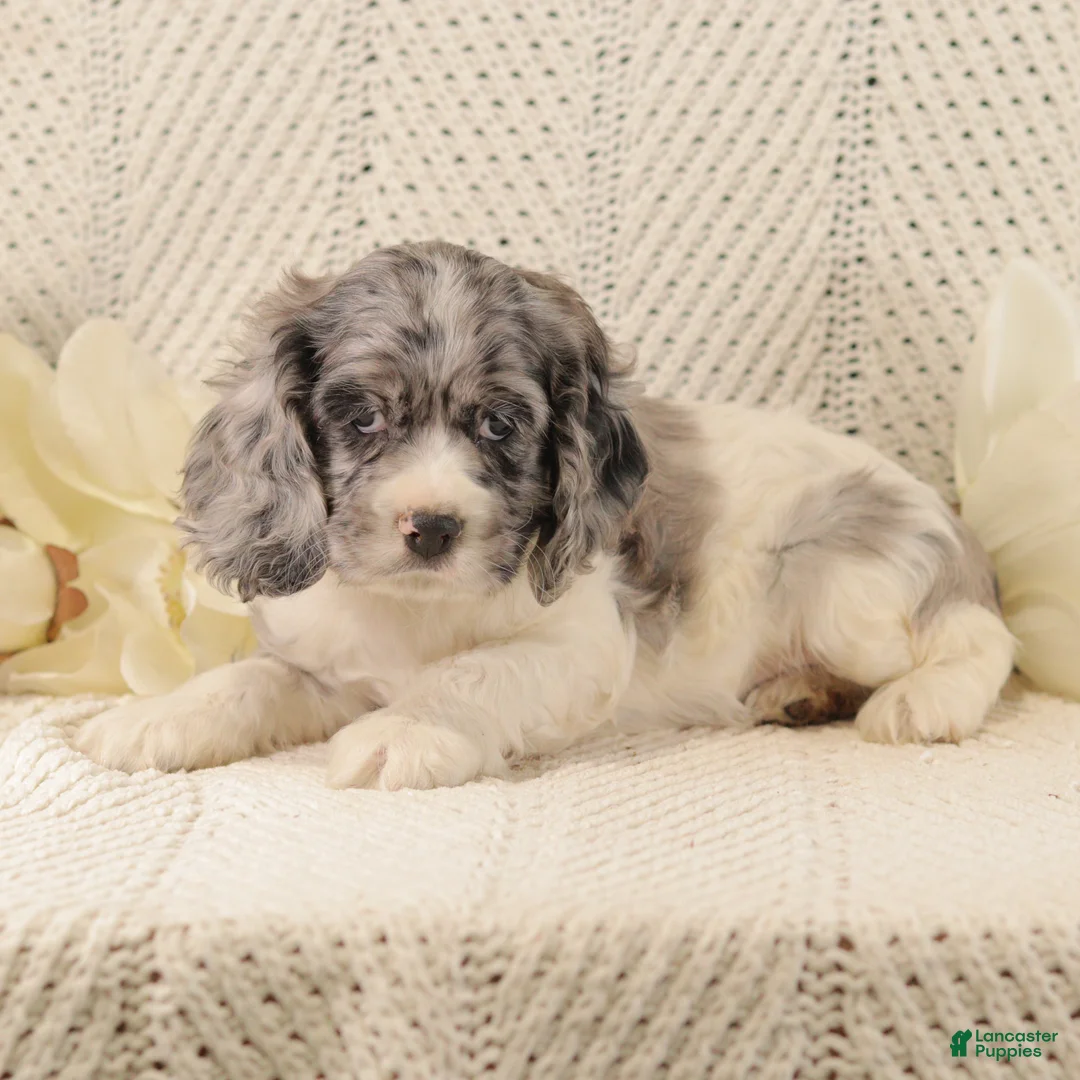 Cocker Spaniel dogs for sale: Bumble Bee - Ad 6
