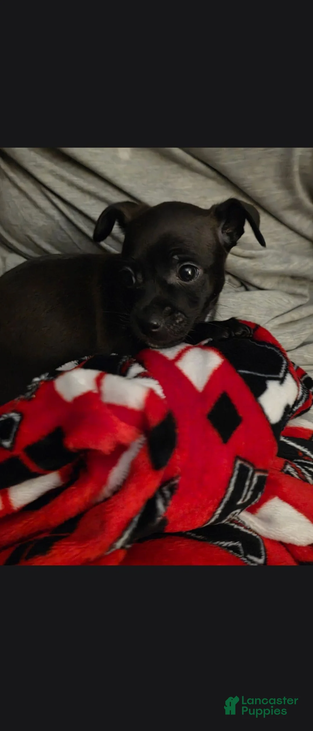 Chihuahua dogs for sale: Chihuahua 1 - Ad 2