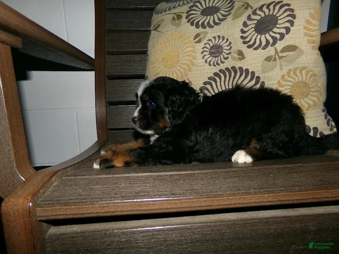 Mini Bernedoodle dogs for sale: Andre - Ad 8