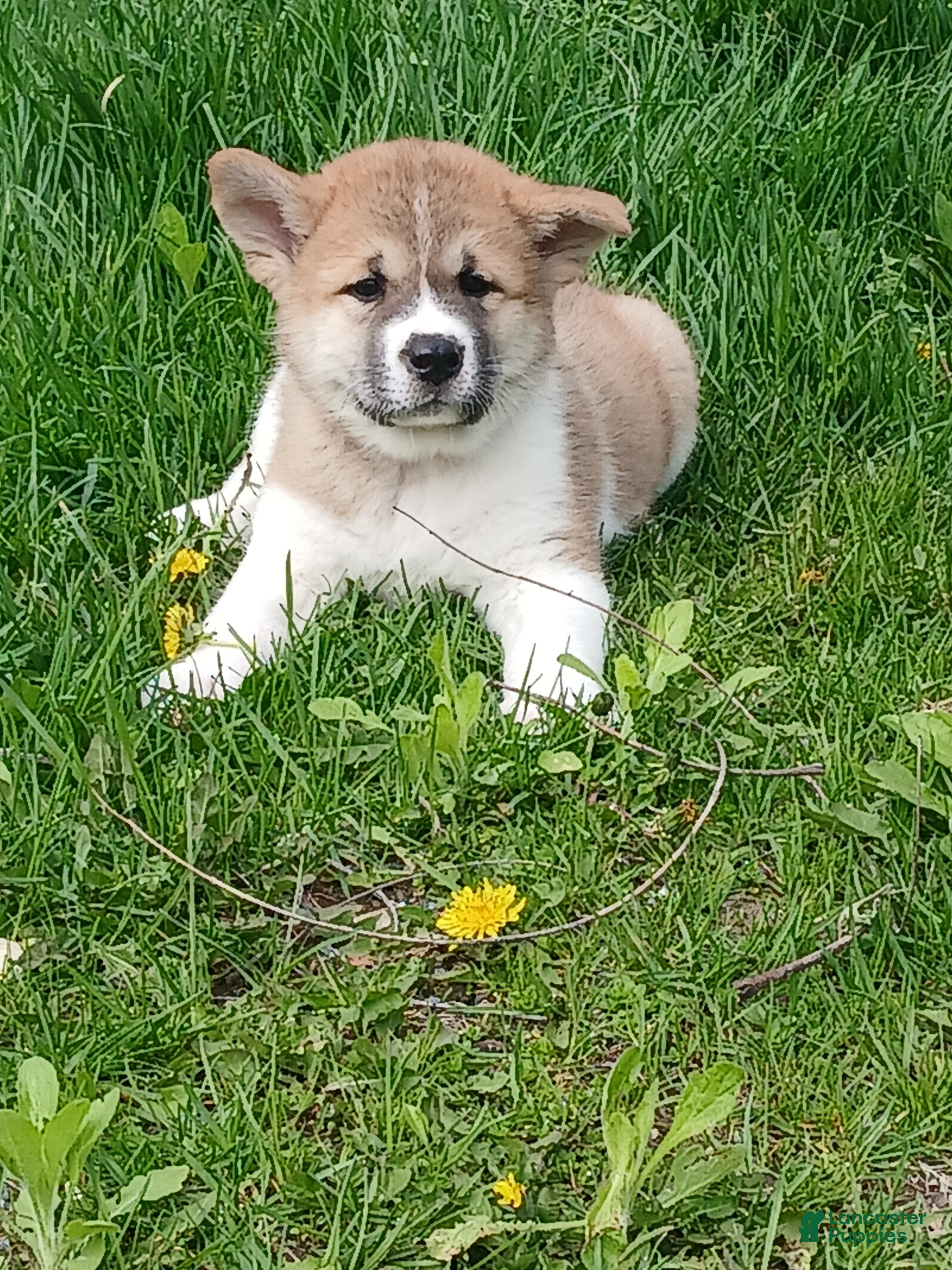 Akita dogs  Ginko - Ad 1