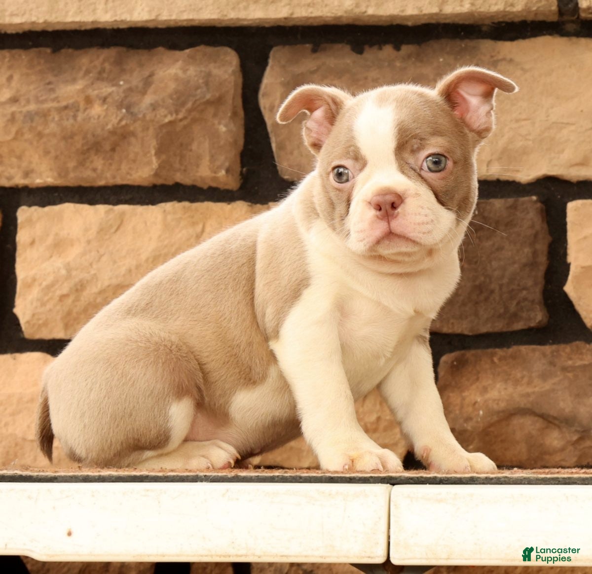 Boston Terrier dogs for sale: Cammie - Ad 5