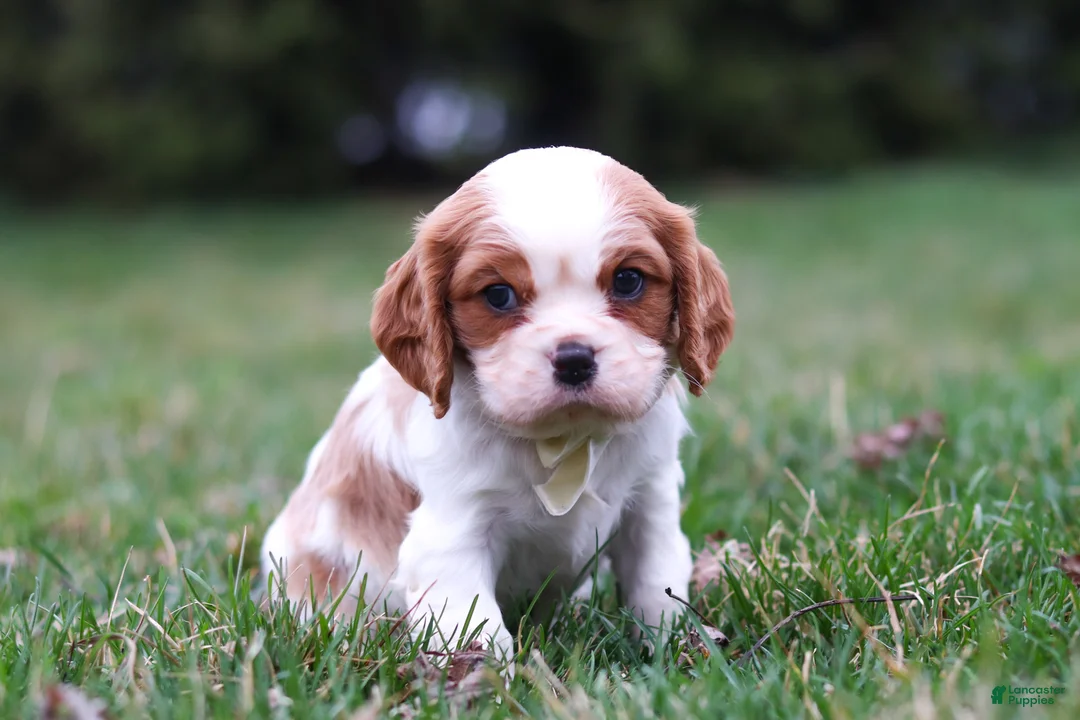 Cavalier King Charles Spaniel dogs for sale: Boris - Ad 2