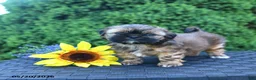 Shih Tzu dogs for sale: Coffee - Ad 2