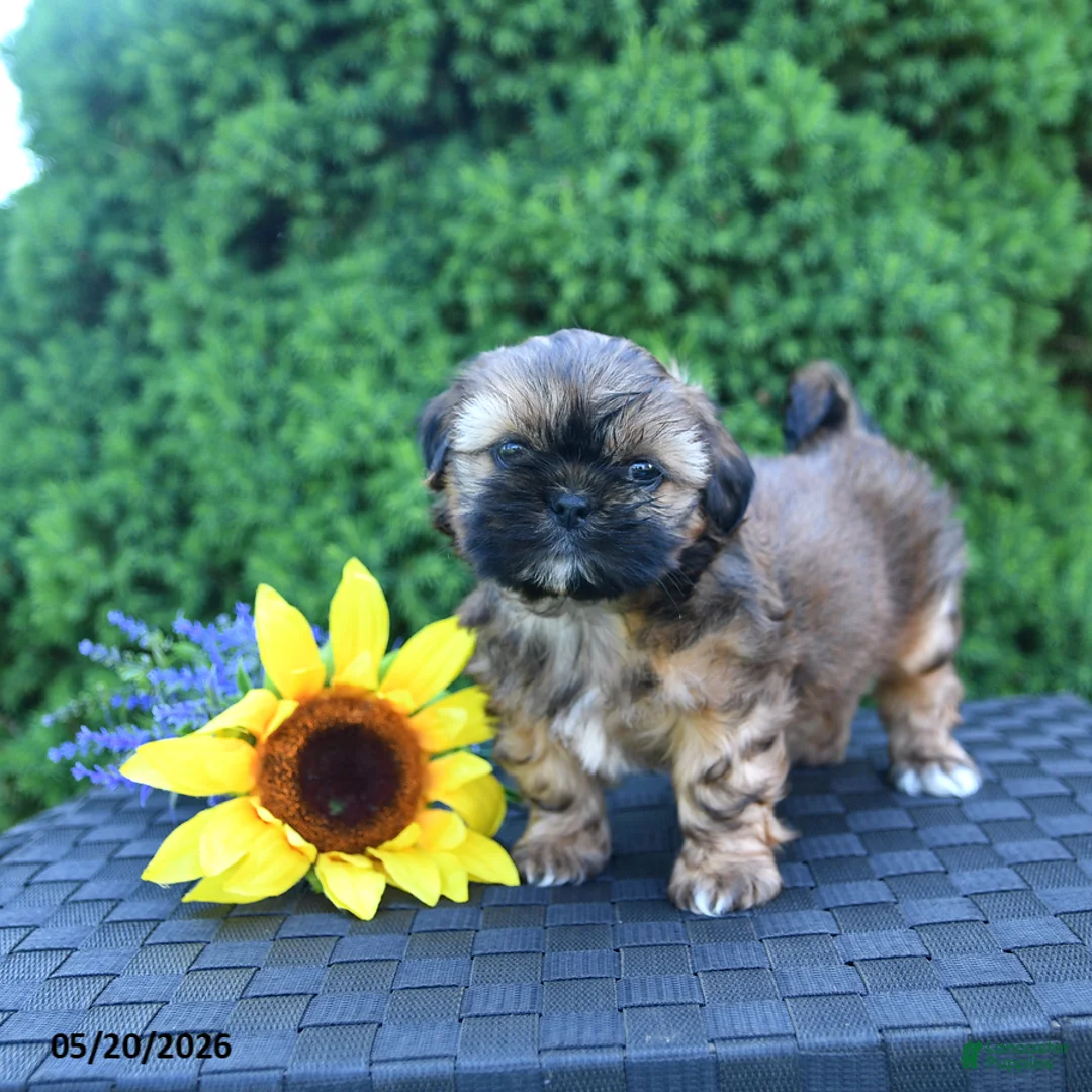 Shih Tzu dogs for sale: Coffee - Ad 2