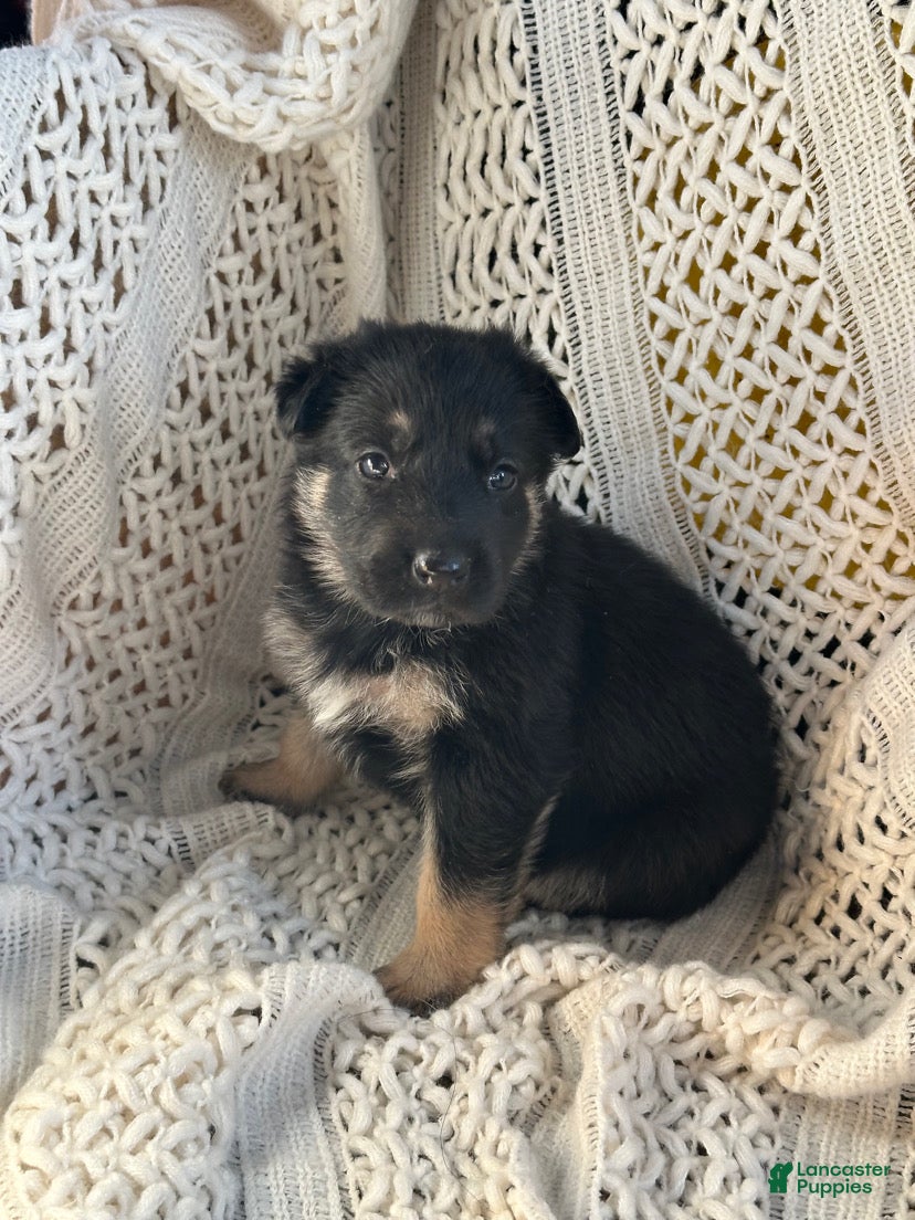 German Shepherd dogs River - Ad 20