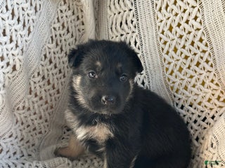 German Shepherd dogs River - Ad 25