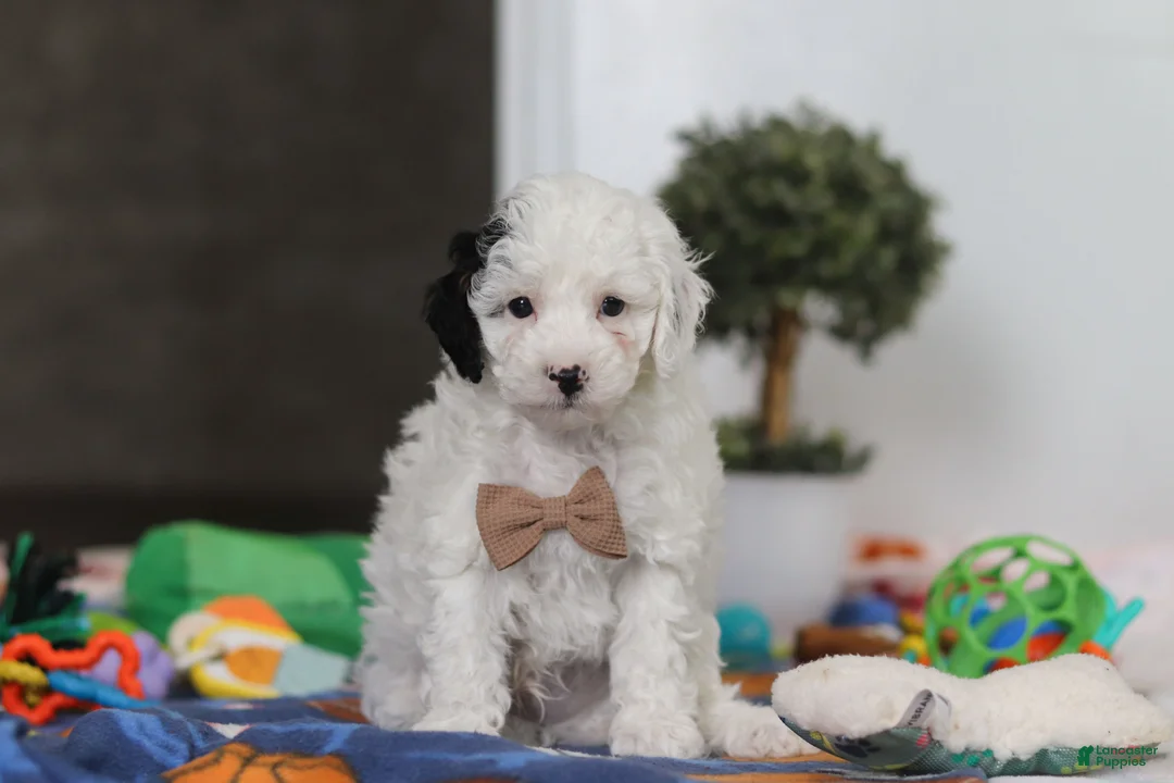 Miniature Poodle dogs for sale: Tate - Ad 1