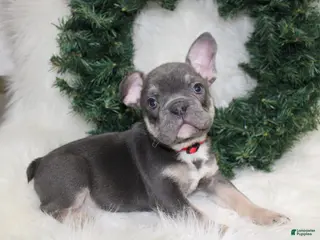 Mixed Breed dogs Ty - Ad 9