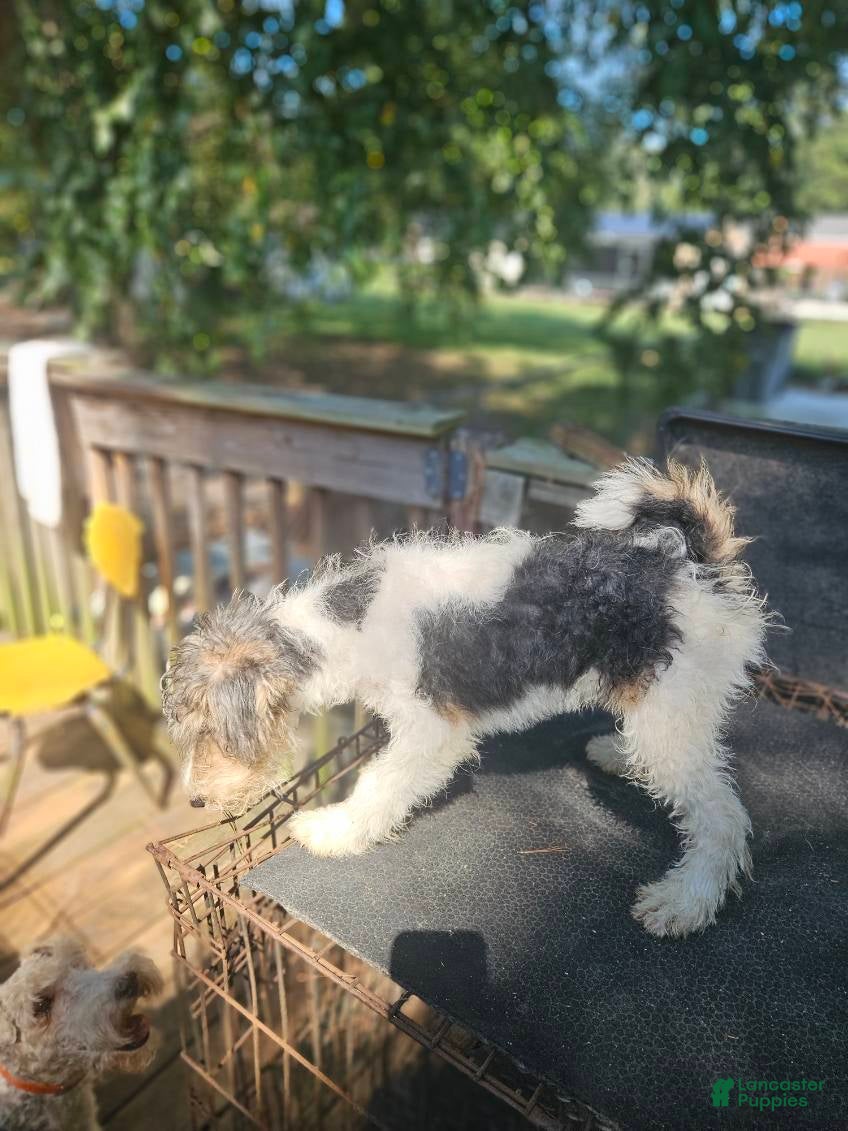 Wire Fox Terrier dogs Wire Fox Terrier Male 2 - Ad 2