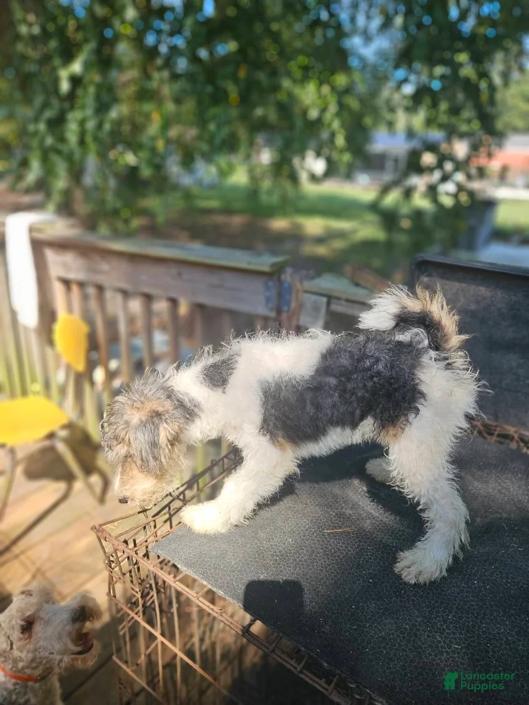 Wire Fox Terrier dogs for sale: Wire Fox Terrier Male 2 - Ad 2