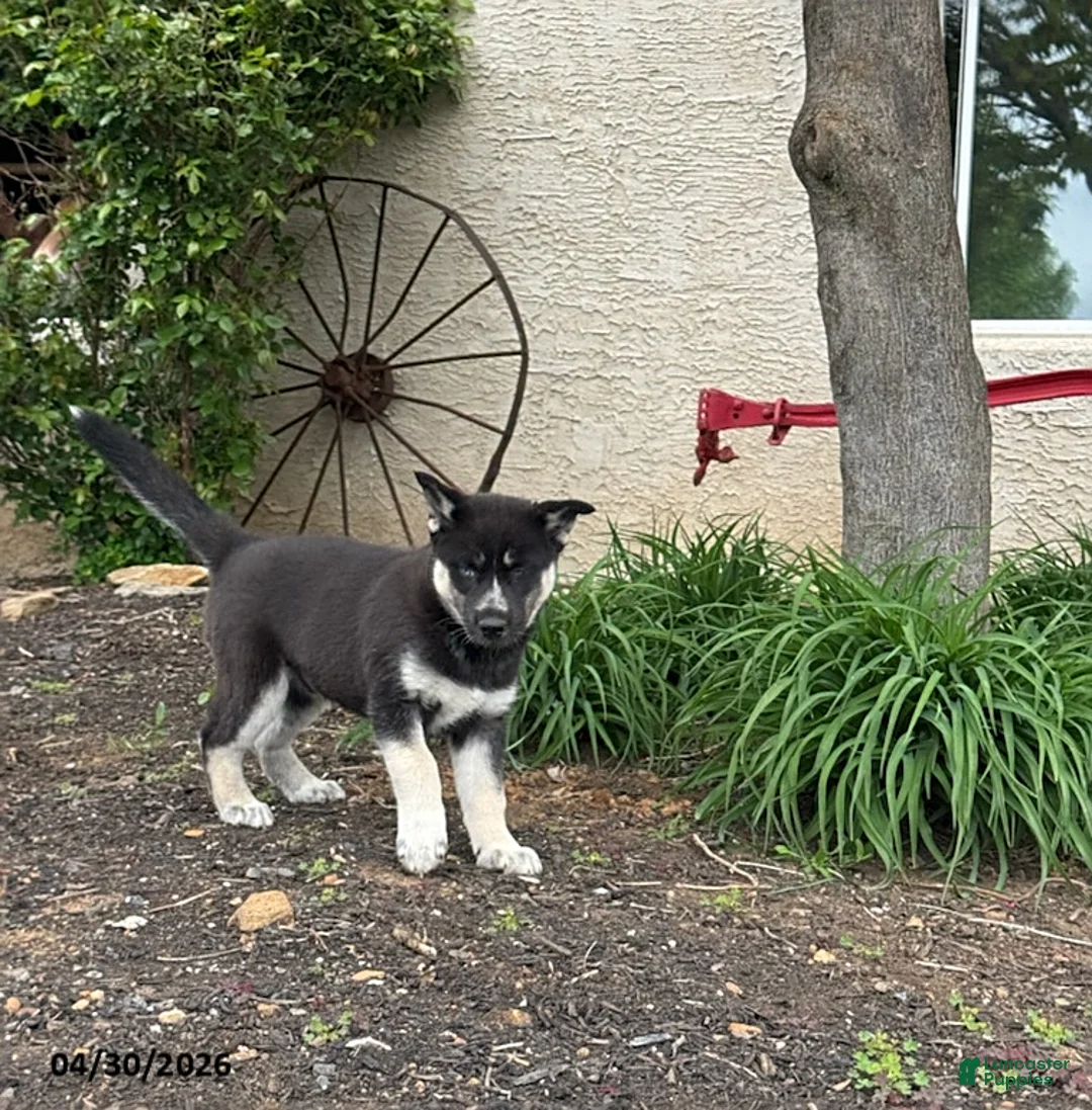 Gerberian Shepsky dogs for sale: Duke - Ad 2