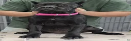 Cane Corso dogs for sale:  Pink Girl - Ad 4