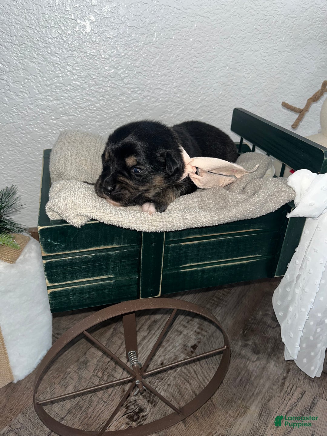 Mixed Breed dogs for sale: Mocha🩷 - Ad 2