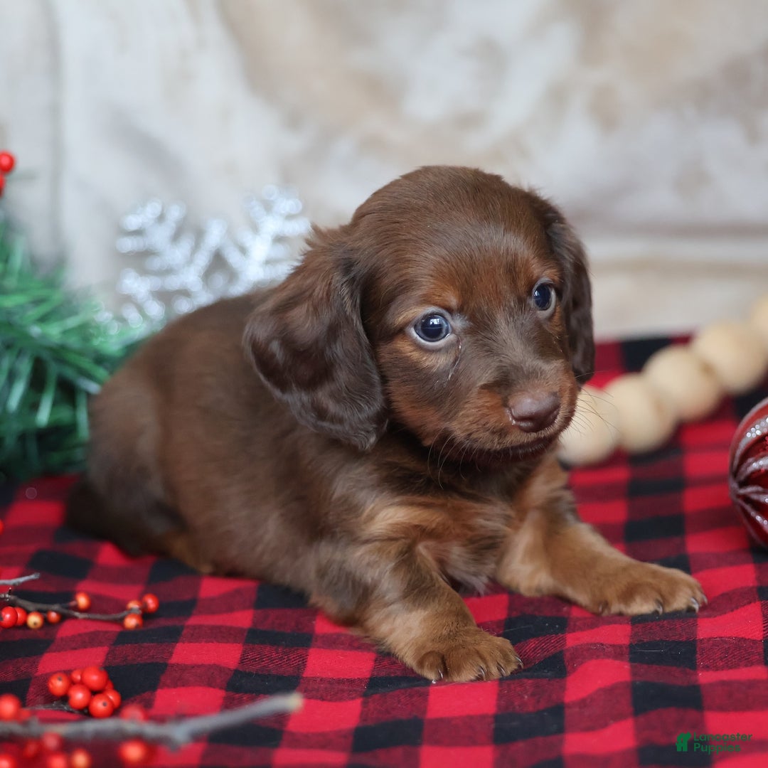 Miniature Dachshund dogs for sale: Snowflake  - Ad 7