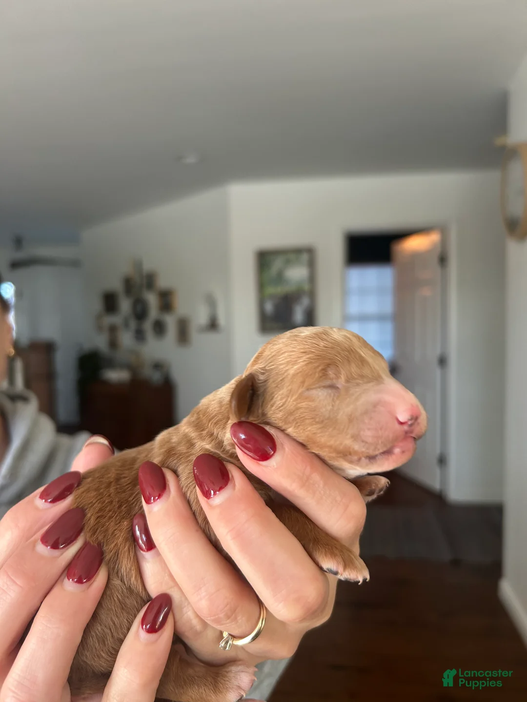 Mini Bernedoodle dogs for sale: Mini Bernedoodle Puppy 3 - Ad 2