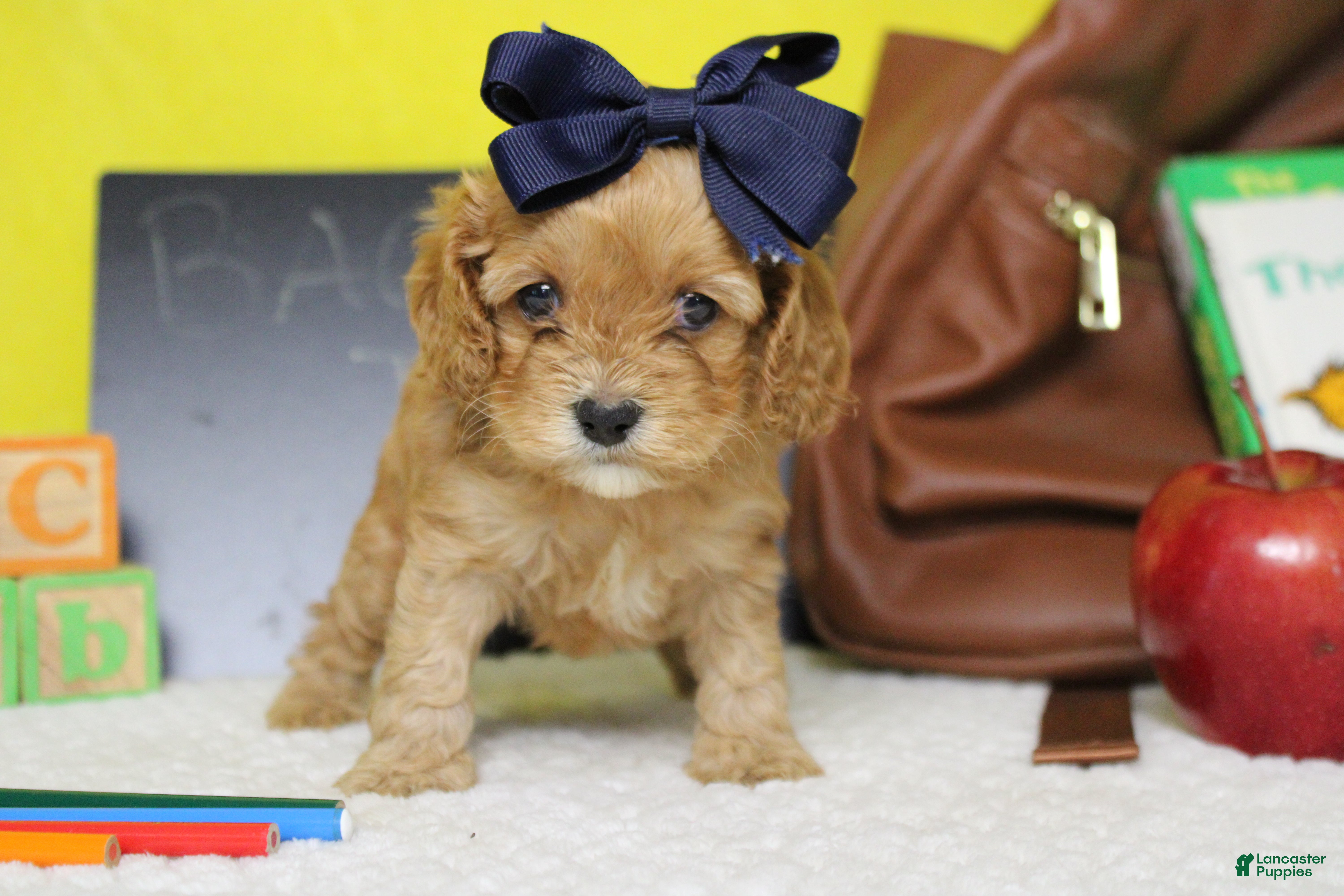 Cockapoo dogs Jocelyn - Ad 9
