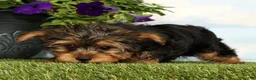 Yorkshire Terrier dogs for sale: Kipper - Ad 2