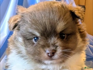 Pomeranian dogs - Ad 11