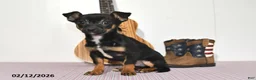 Chihuahua dogs for sale: Tyson - Ad 3