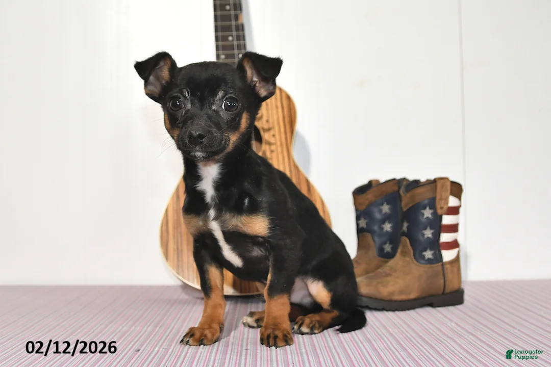 Chihuahua dogs for sale: Tyson - Ad 3