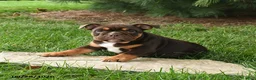 English Bulldog dogs for sale: Daisy - Ad 5