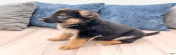 German Shepherd dogs for sale: Kyle - Ad 4