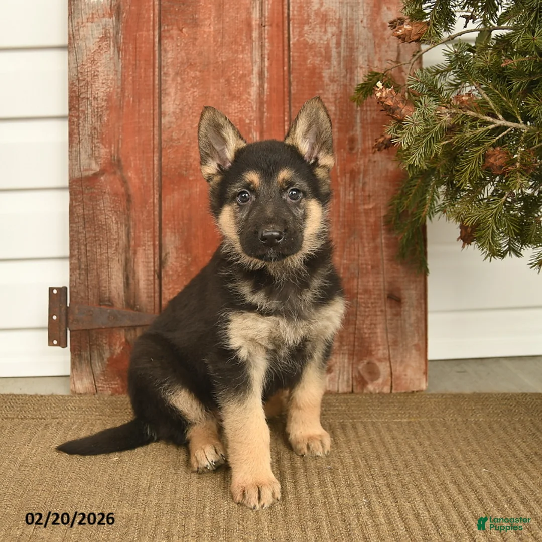 German Shepherd dogs for sale: Bruno  - Ad 1