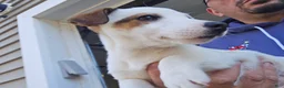 Jack Russell Terrier dogs for sale: Jack Russell Terrier 1 female 1 male - Ad 6