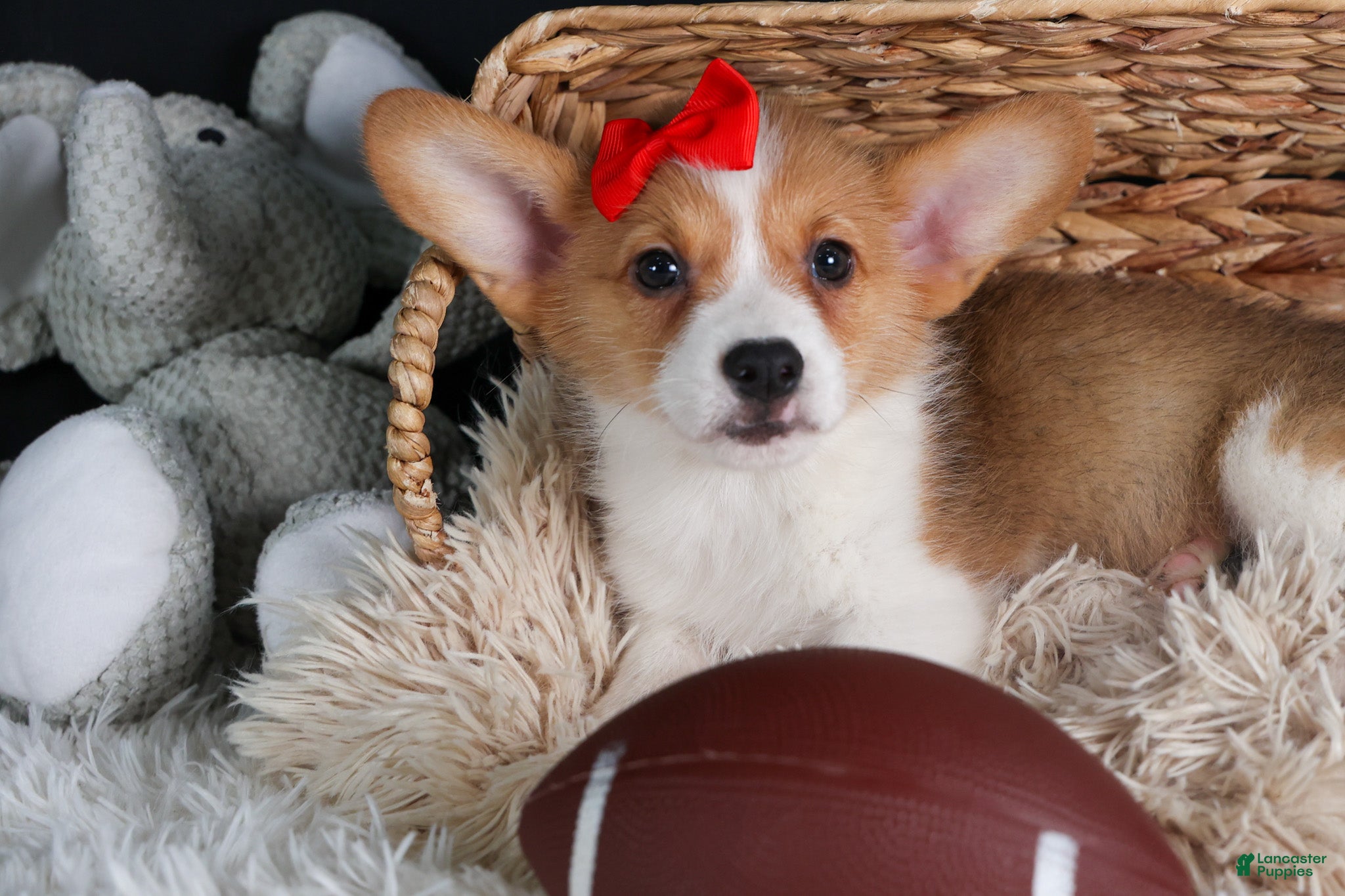 Welsh Corgi Pembroke dogs Irwin - Ad 19