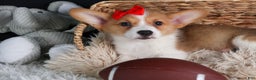 Welsh Corgi Pembroke dogs for sale: Irwin - Ad 1