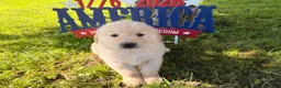 Golden Retriever dogs for sale: Pebbles  - Ad 3