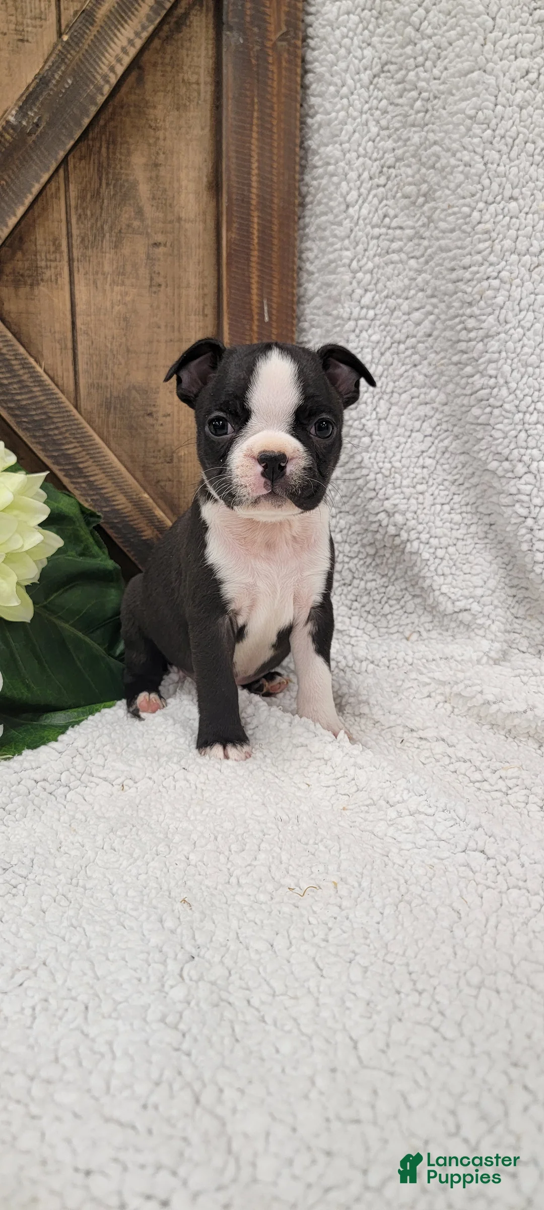 Boston Terrier dogs for sale: Baily - Ad 3