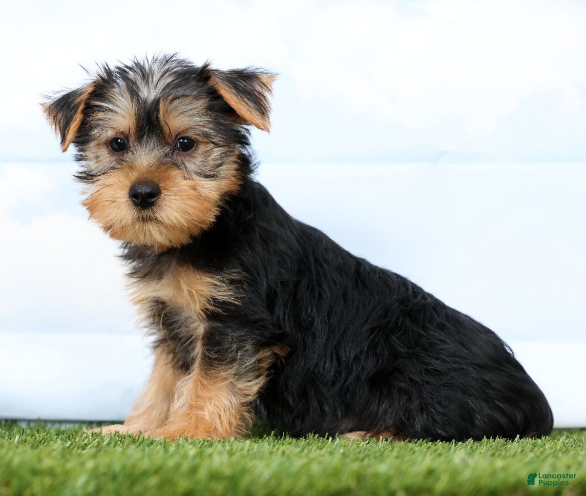 Yorkshire Terrier dogs Fozzie - Ad 1