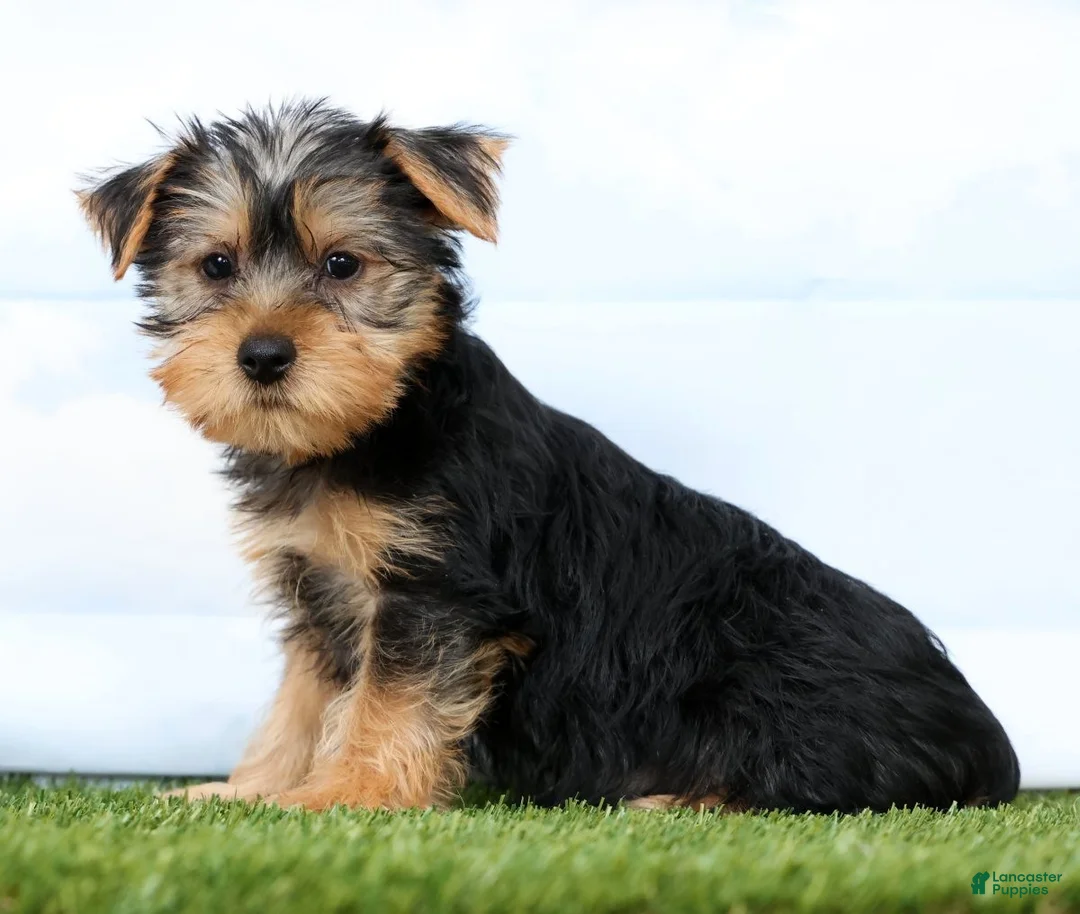 Yorkshire Terrier dogs for sale: Fozzie - Ad 1
