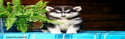 Pomsky dogs for sale: Tootsie - Ad 11