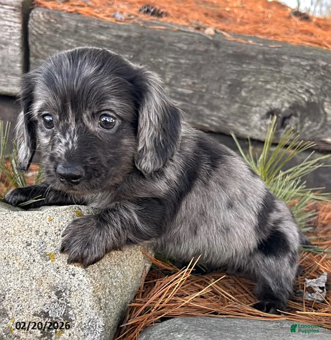 Miniature Dachshund dogs for sale: Ollie - Ad 2
