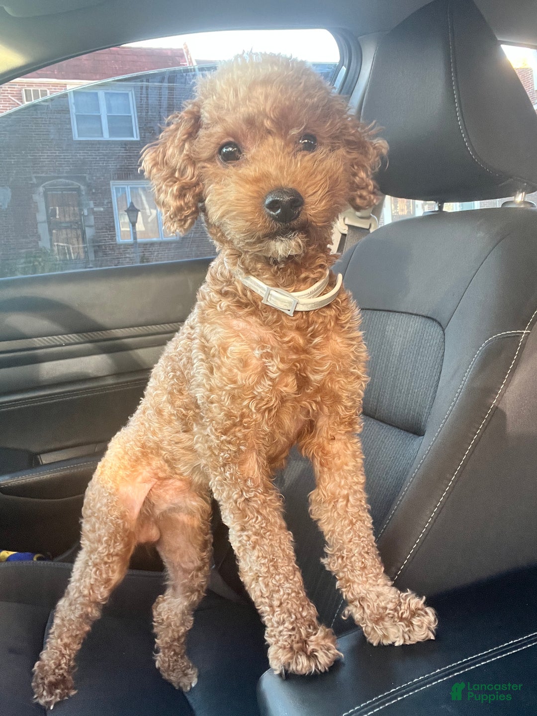 Mini Goldendoodle dogs for sale: Mini Goldendoodle Puppy 1 - Ad 15