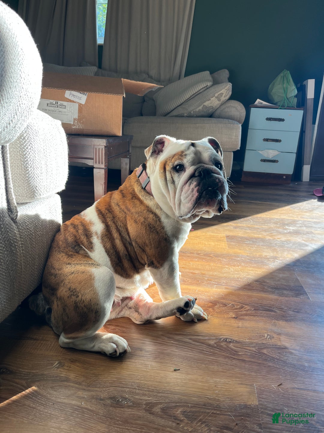 English Bulldog dogs for sale: Coco - Ad 12