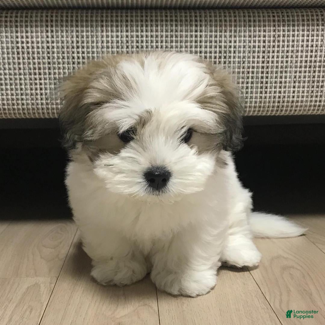 Tzu Puppies Coton De Tulear Cross Shih Tzu Shih Tzu Litter Of
