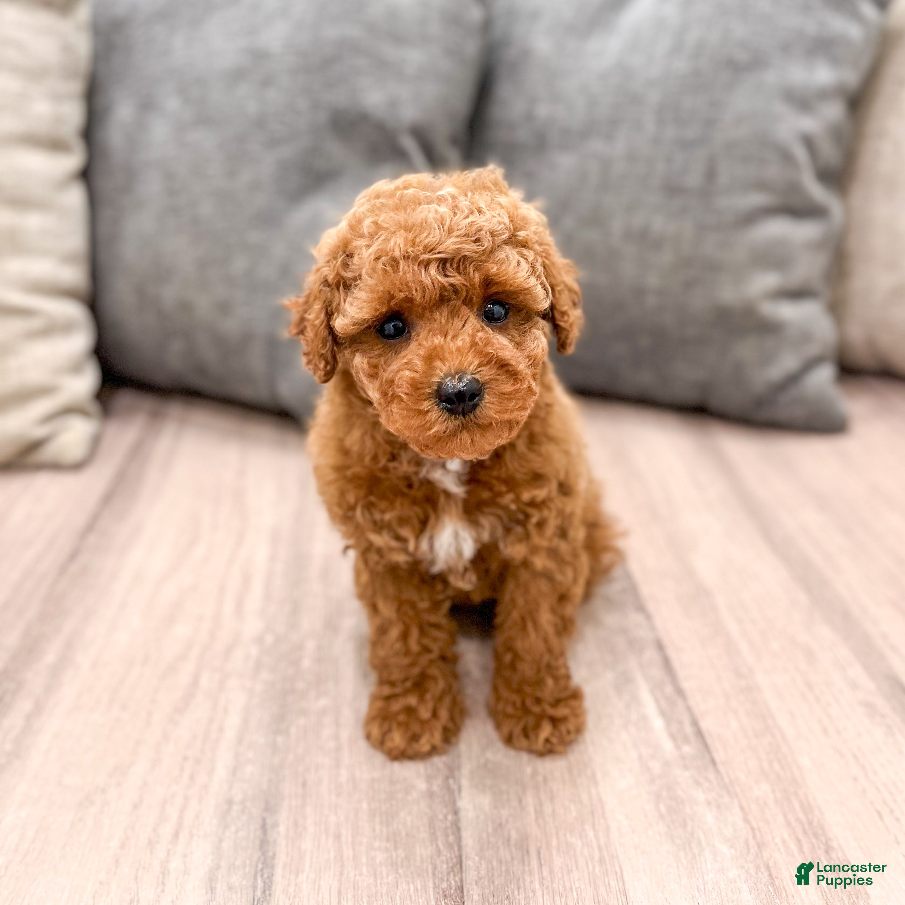 Miniature Poodle dogs for sale: Alfie - Ad 2