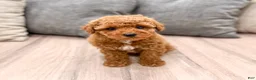 Miniature Poodle dogs for sale: Alfie - Ad 1