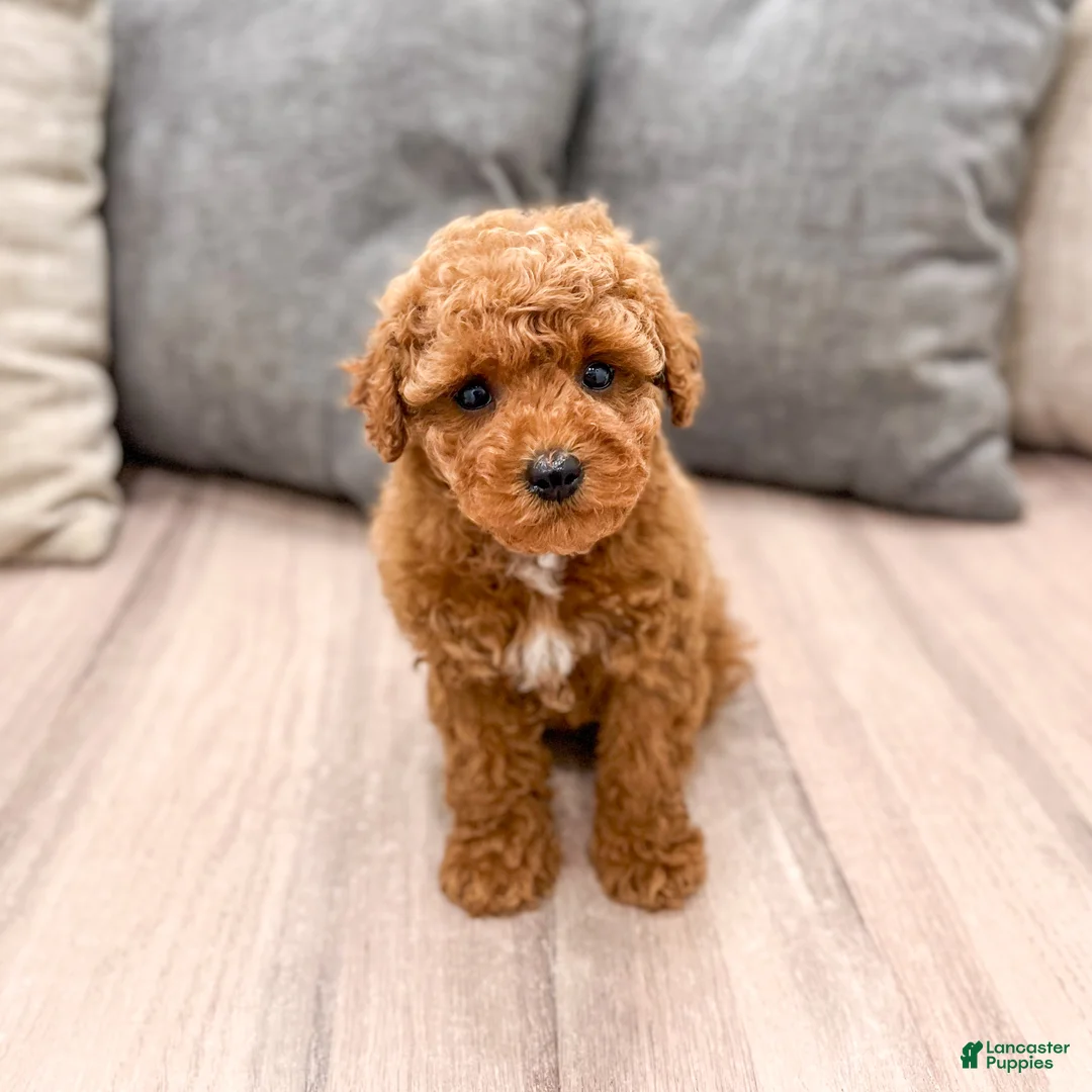 Miniature Poodle dogs for sale: Alfie - Ad 1