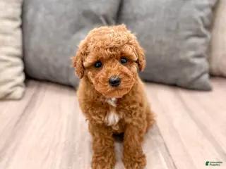 Miniature Poodle dogs for sale: Alfie - Ad 2