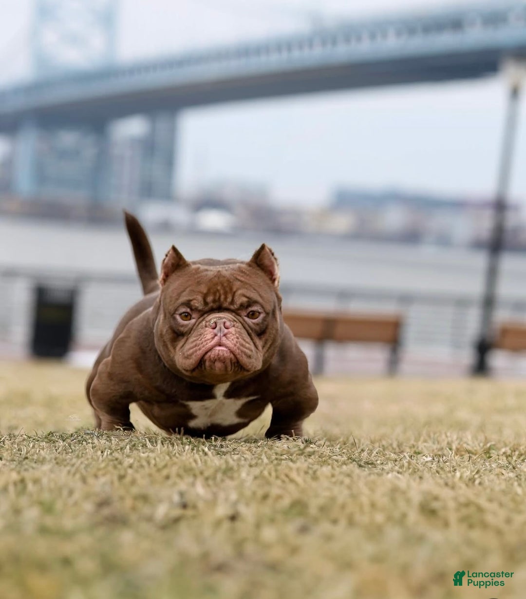 American Bully dogs for sale: American Bully Puppy 1 - Ad 4