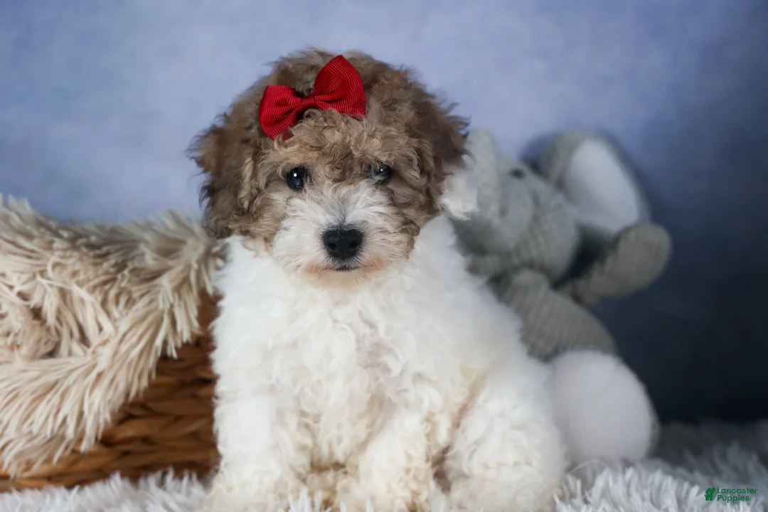 Bichpoo dogs for sale: Snickerdoodle - Ad 8