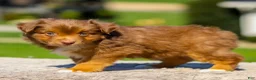Miniature Australian Shepherd dogs for sale: Iyla - Ad 4
