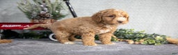 Miniature Poodle dogs for sale: Spencer - Ad 2