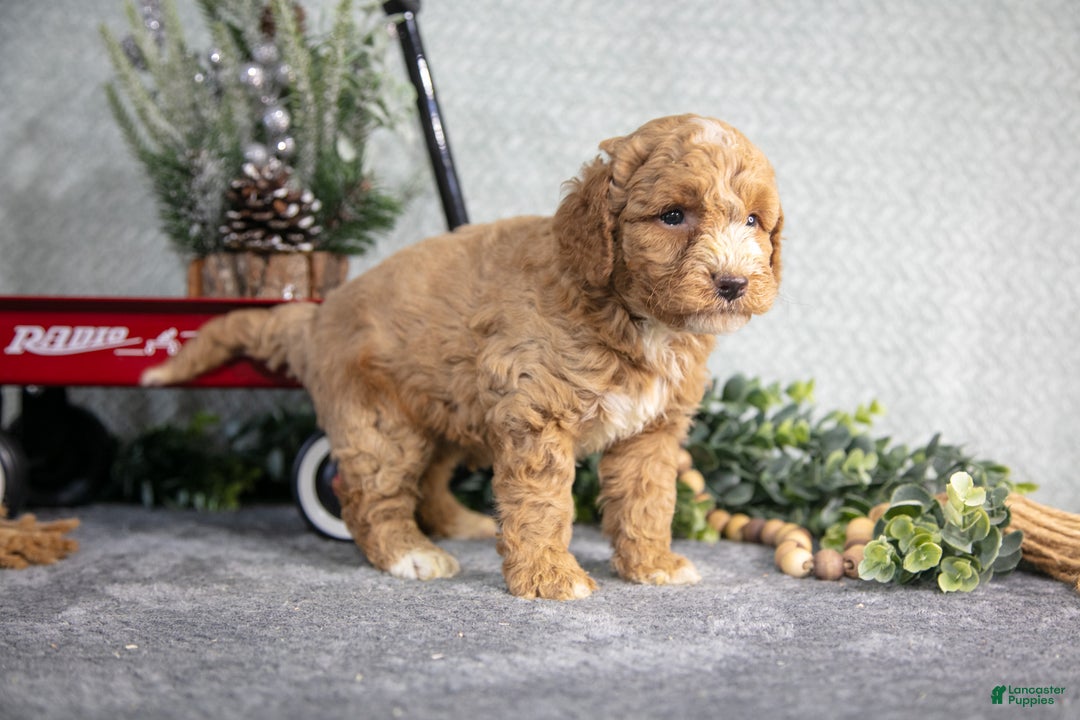 Miniature Poodle dogs for sale: Spencer - Ad 2