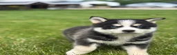 Pomsky dogs for sale: Stetson - Ad 3