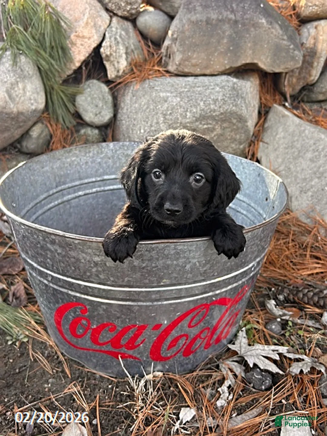 Miniature Dachshund dogs for sale: Oslo - Ad 2